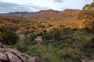 Bar/Proveedur&iacute;a Lo De Cort&eacute;s