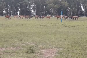 Chacra Juan Manuel De Rosas