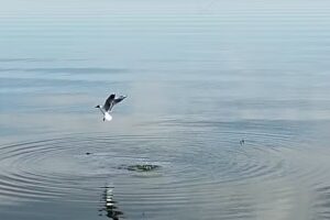 KilBor cerveza artesanal