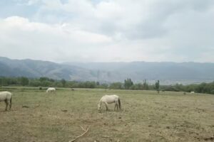 La bombonerita de las carreras