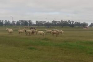 Pe&ntilde;a del IAS Peregrinaci&oacute;n Maria Auxiliadora