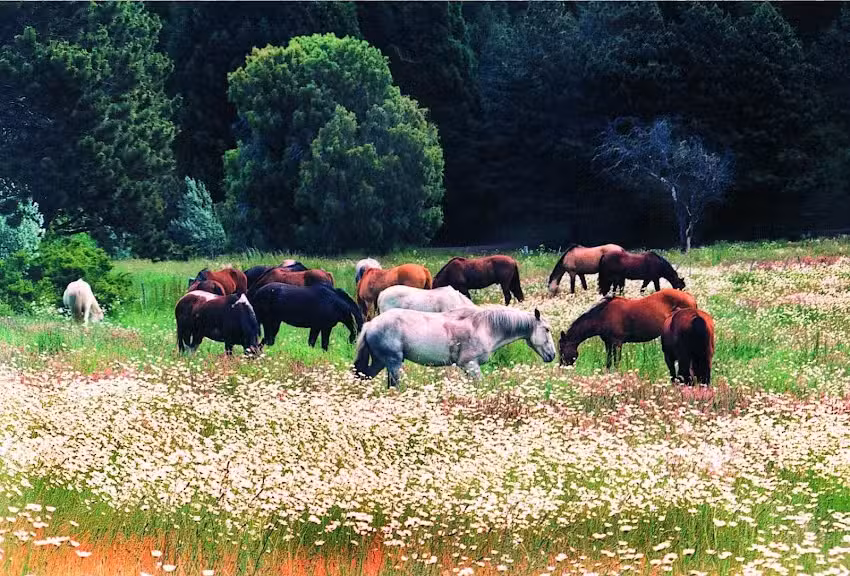 Tom Wesley Cabalgatas